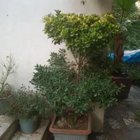 هرس کاری ورسیدگی به درختان