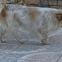 سگ پاکوتاه خانگی