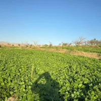 اجاره زمین کشاورزی  ابی