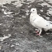 کبوتر|پرنده|شاهینشهر, شهرک گلدیس|دیوار