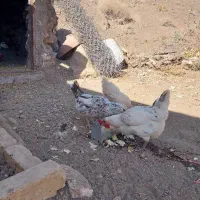 مرغ و خروس بومی جوان|حیوانات مزرعه|دلیجان, |دیوار