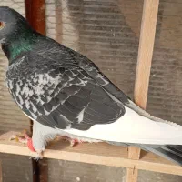 کفتر کبوتر|پرنده|بومهن, |دیوار