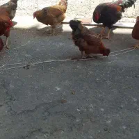 ۷عددمرغ|حیوانات مزرعه|اردبیل, |دیوار