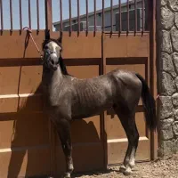 مادیان ۲۲ ماهه