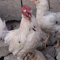 دوخروس خوب|حیوانات مزرعه|کهنوج, |دیوار