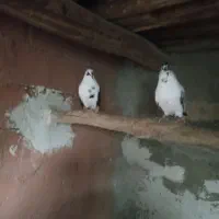 کبوتر زیبا و پرشی|پرنده|بوکان, |دیوار