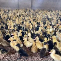 فروش جوجه رنگی اردک جوجه محلی گلپایگان|حیوانات مزرعه|اردبیل, |دیوار