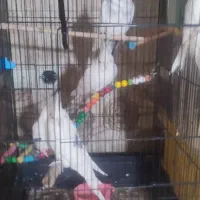 عروس هلندی البینو