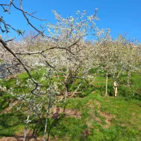 ۳۱۶ متر زمین|فروش زمین و ملک کلنگی|آبعلی, |دیوار