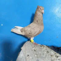 جفت نرو ماده دروشت  پرشی