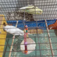 مرغ عشق با قفس