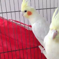 جفت عروس هلندی لوتینو کینگ|پرنده|خواف, |دیوار