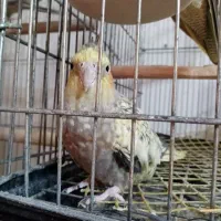 عروس هلندی های ماده (بازدید شهر جویبار )|پرنده|ساری, |دیوار