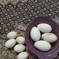 غاز محلی و اردک محلی|حیوانات مزرعه|مشگین شهر, |دیوار