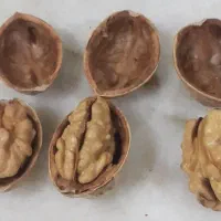 فروش گردوخشک کاغذی امسالی