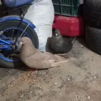 کبوتر نر و ماده سالم به شرط تخم وجوجه