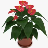 خاکبرگ هارونیه(پیرمرد گلفروش)|گل و گیاه طبیعی|اسلامآباد غرب, |دیوار