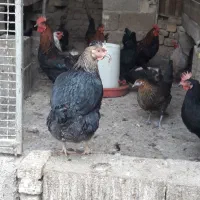 مرغ محلی تخم گذار|حیوانات مزرعه|کربال, |دیوار