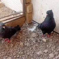 کفتر فروشی