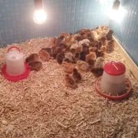 60 جوجه رسمی دونه 38ت