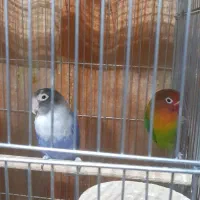 کوتوله برزیلی|پرنده|شاهینشهر, حافظ شمالی|دیوار