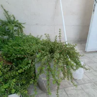 گل باگلدان گل کلاسوریا خرفه ای|گل و گیاه طبیعی|مشهد, شهرک لشکر (شهرک غرب)|دیوار