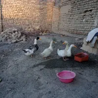 فروش اردک