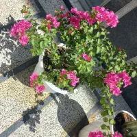 خدمات باغبانی و طراحی فضای سبز(باغ ویلا)|خدمات باغبانی و درختکاری|مشهد, سناباد|دیوار