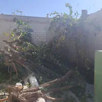 خریدار درخت خریدوبرش درختان|خدمات باغبانی و درختکاری|مشکین‌دشت, |دیوار