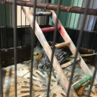 عروس هلندی|پرنده|ری, هاشمآباد|دیوار