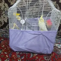 فروش عروس هلندی جفت