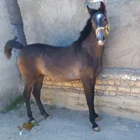 اسب مادیون همراه کره.نوبران