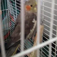 «عروس هلندی ماده»