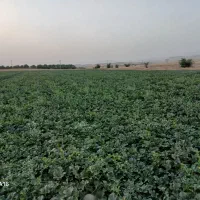2 هکتار اجاره پاییزه