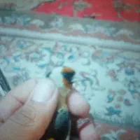 جوجه سره نر ب شرط داغ سر