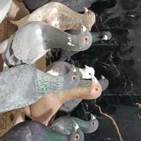 40 کفتر|پرنده|سرخس, |دیوار