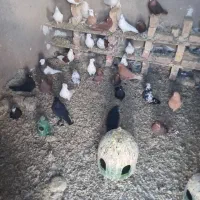 کبوتر نقش