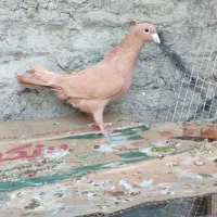 کبوتر بوم