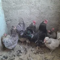 مرغ و خروس گلین|حیوانات مزرعه|پاکدشت, پاکدشت (مامازند)|دیوار