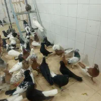 کفتر رنگی بهبهانی همش نر