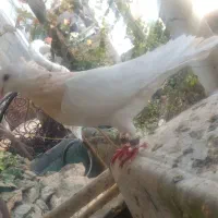 نر طوقی|پرنده|نجف‌آباد, رجایی شمالی|دیوار