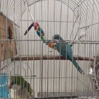 یک جفت راهب یکی سبز یکی آبی