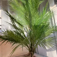 درختچه مصنوعی|گل مصنوعی|گرگان, |دیوار