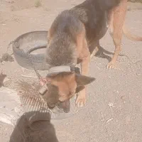 ژرمن سگ|سگ|سبزوار, گلشن|دیوار