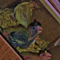 جوجه عروس هلندی سرلاکی شاهتخم ۳۰روزه