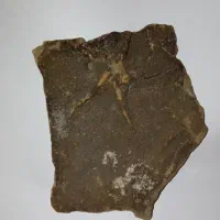 فسیل ستاره دریایی چند میلیون ساله