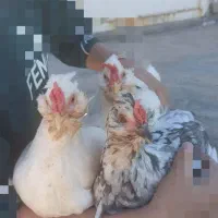 مرغ گلین کرچ شو