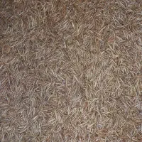 کرم سوپرورم و میلورم خشک و زنده