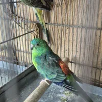 طوطی آوازه خوان|پرنده|اهواز, زندوکیلی|دیوار