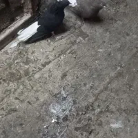 یه جفت دم سفید نر و ماده